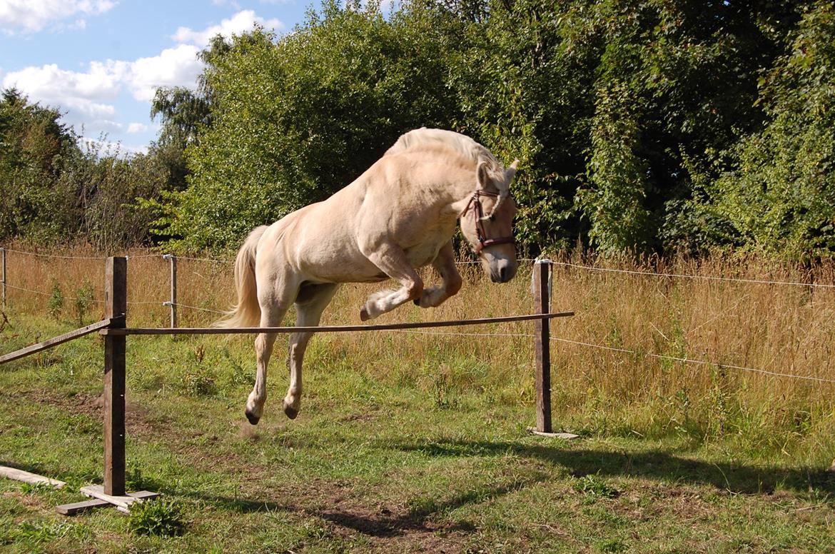 Fjordhest Røskva billede 18
