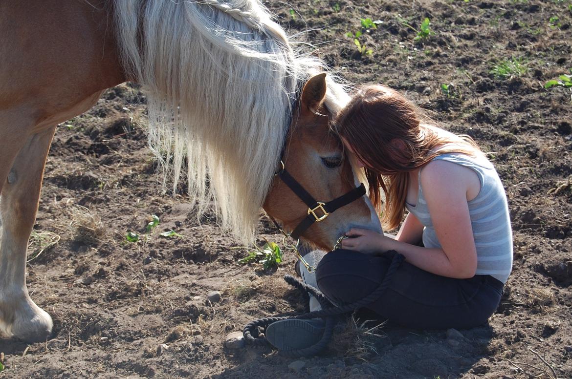 Haflinger Mille;-* billede 14