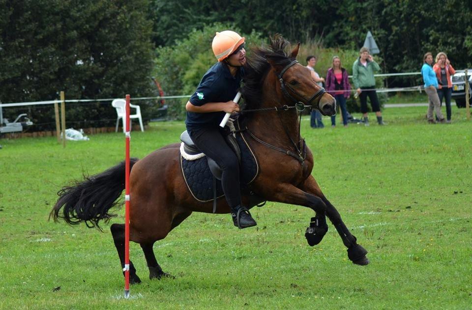 New Forest | Luxie - mammut <3 - Sommerpar 2013 billede 17