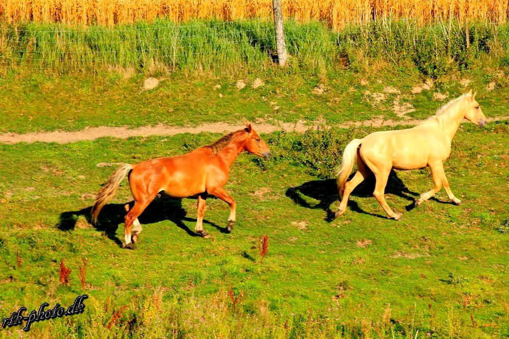 Anden særlig race Surprice billede 2