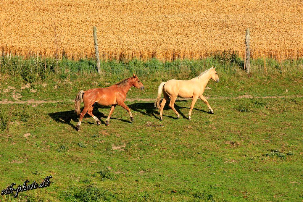 Anden særlig race Surprice billede 3