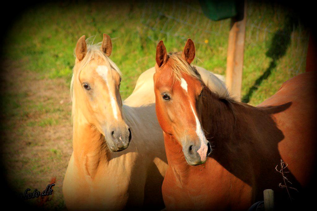 Anden særlig race Surprice billede 1