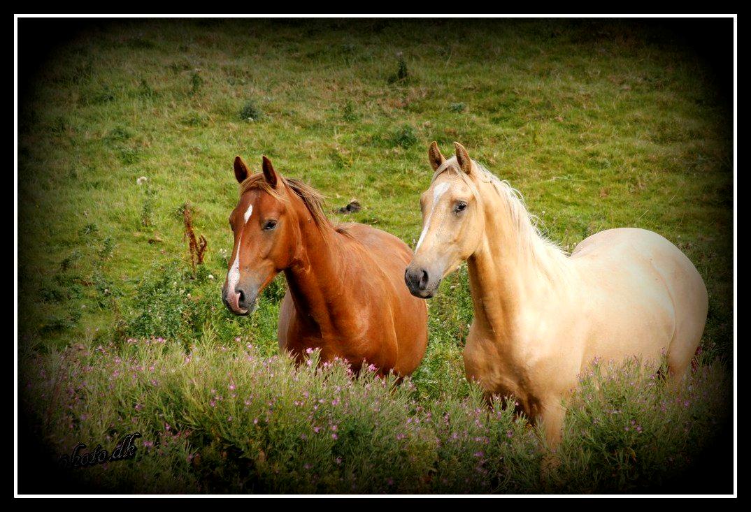Anden særlig race Surprice billede 4