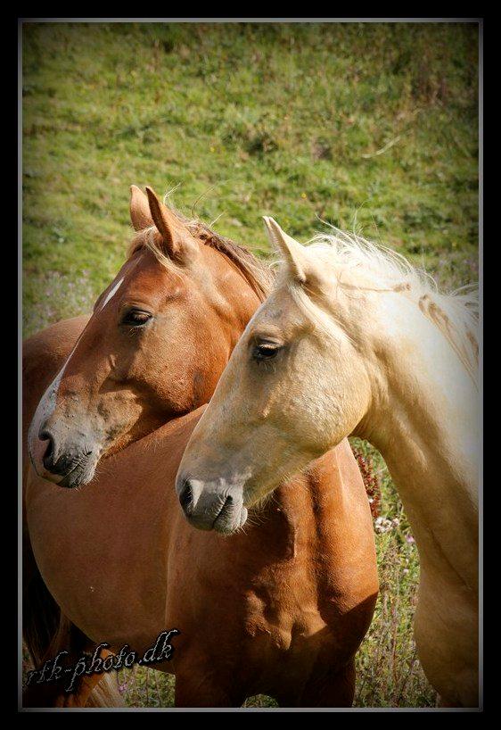 Anden særlig race Surprice billede 5