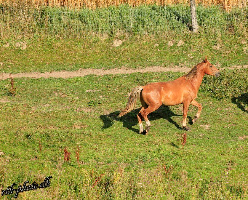 Anden særlig race Surprice billede 6