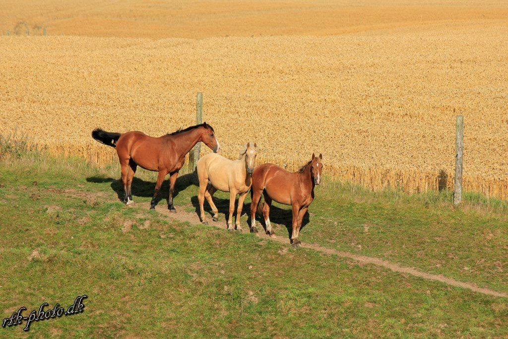 Anden særlig race Surprice billede 7