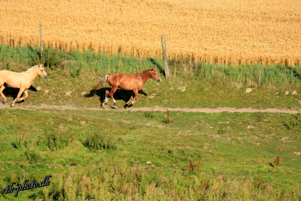 Anden særlig race Surprice billede 8
