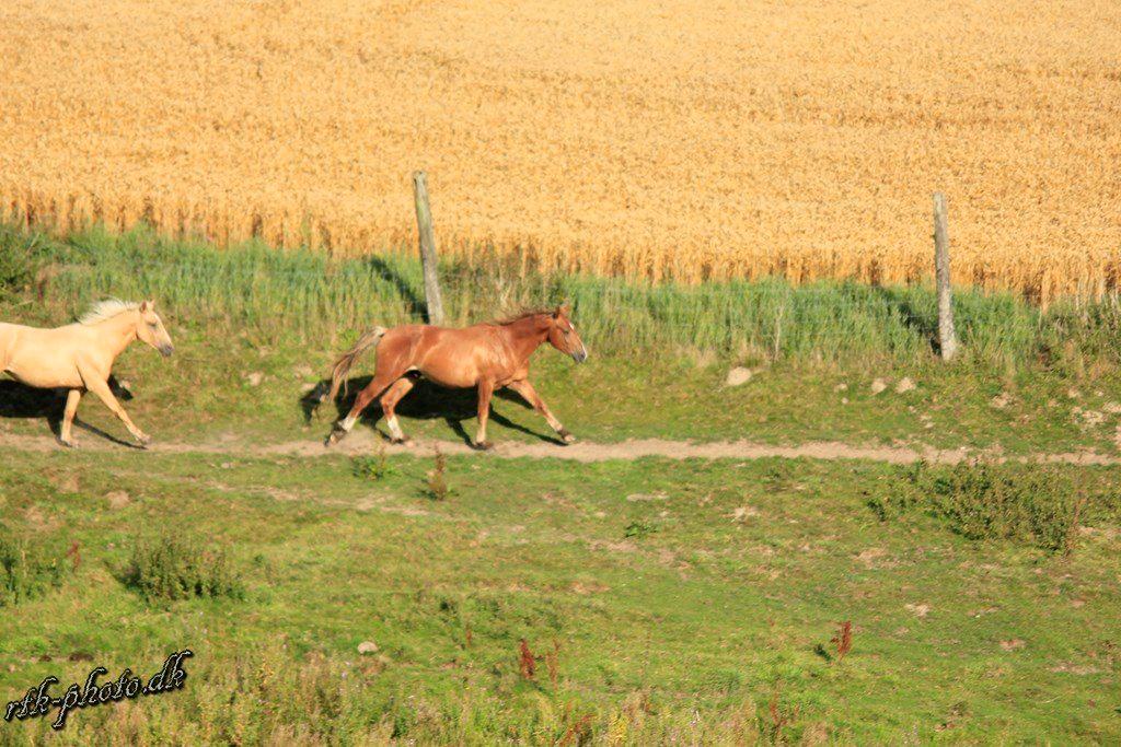 Anden særlig race Surprice billede 9