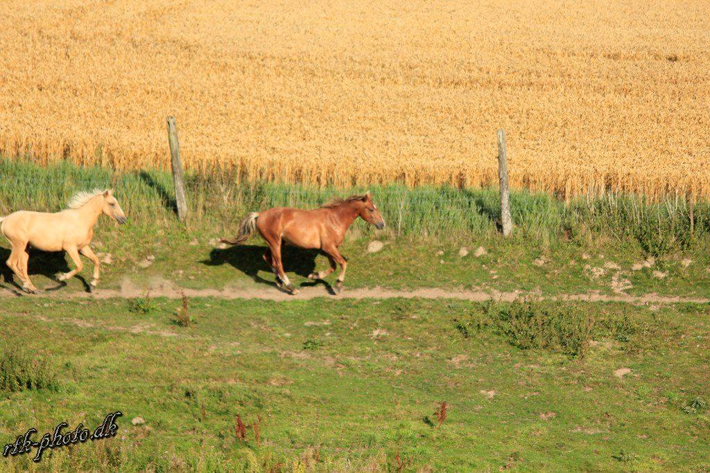 Anden særlig race Surprice billede 10