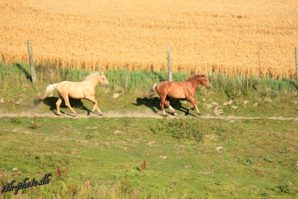 Anden særlig race Surprice billede 11