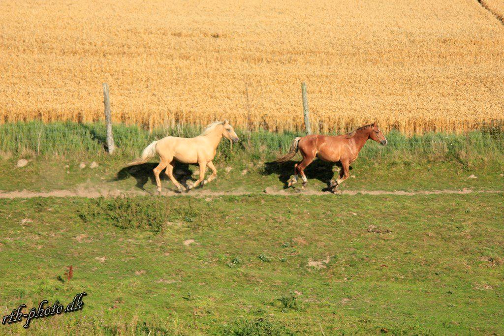 Anden særlig race Surprice billede 12