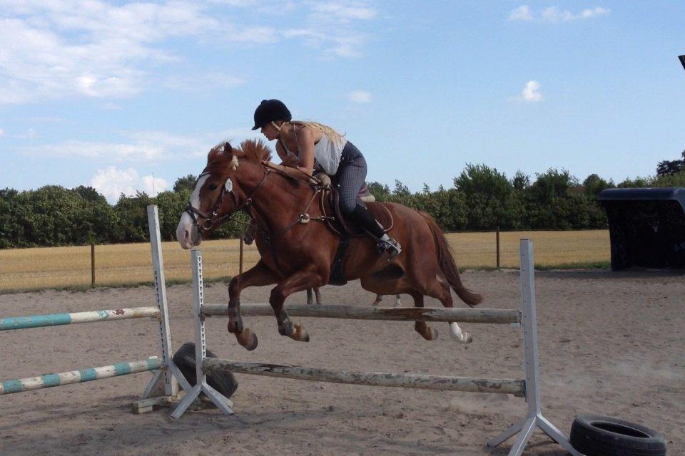 Anden særlig race Dejavu aka Manse "Lånepony" - Velkommen til Dejavu's profil! Læg gerneen bedømmelse eller en kommentar!(-: billede 1