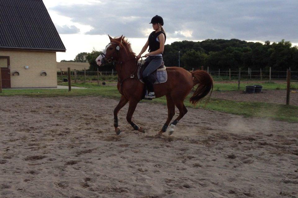 Anden særlig race Dejavu aka Manse "Lånepony" billede 2