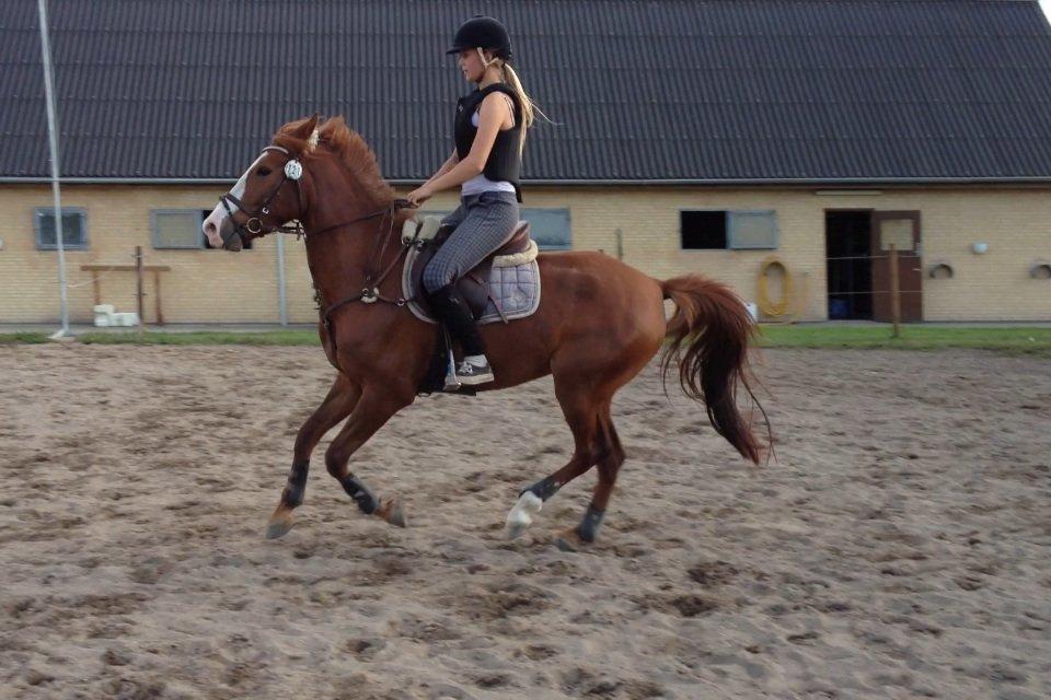 Anden særlig race Dejavu aka Manse "Lånepony" billede 4