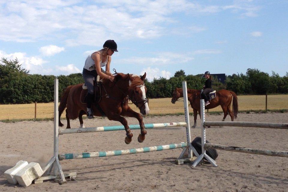 Anden særlig race Dejavu aka Manse "Lånepony" billede 5