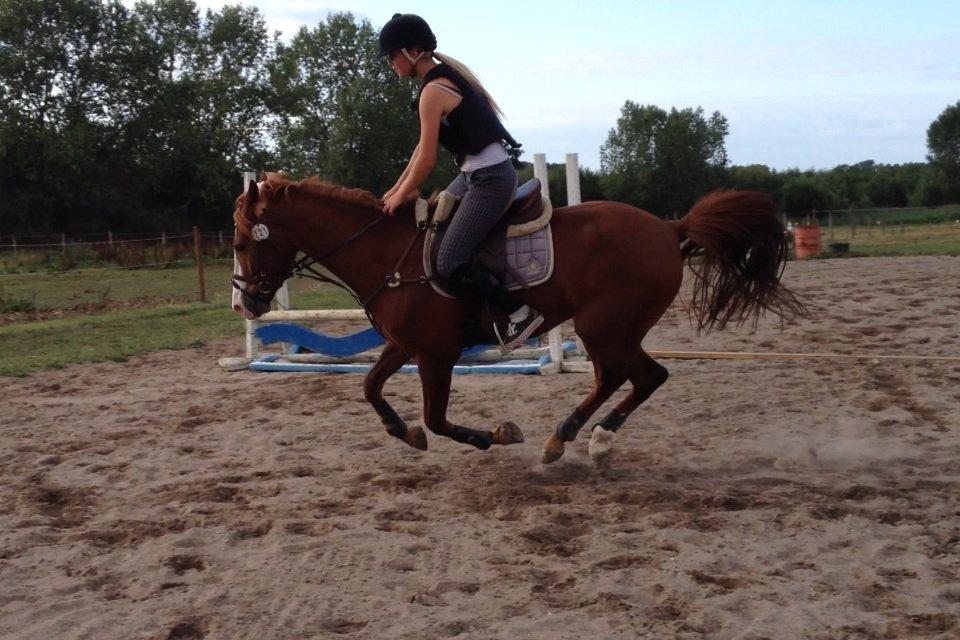 Anden særlig race Dejavu aka Manse "Lånepony" billede 6