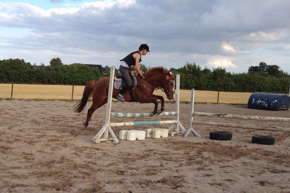 Anden særlig race Dejavu aka Manse "Lånepony" billede 7