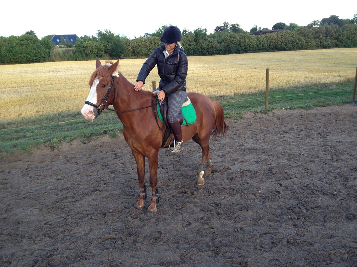 Anden særlig race Dejavu aka Manse "Lånepony" billede 8