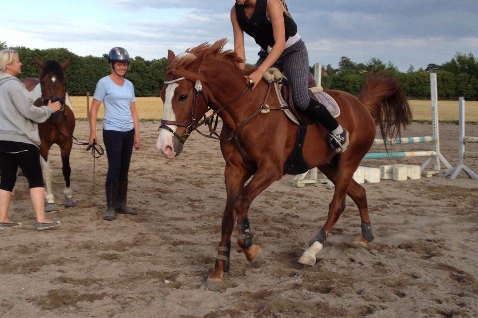 Anden særlig race Dejavu aka Manse "Lånepony" billede 9