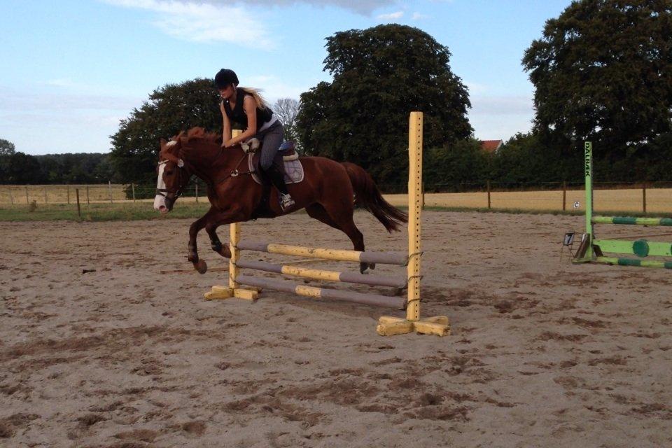 Anden særlig race Dejavu aka Manse "Lånepony" billede 10