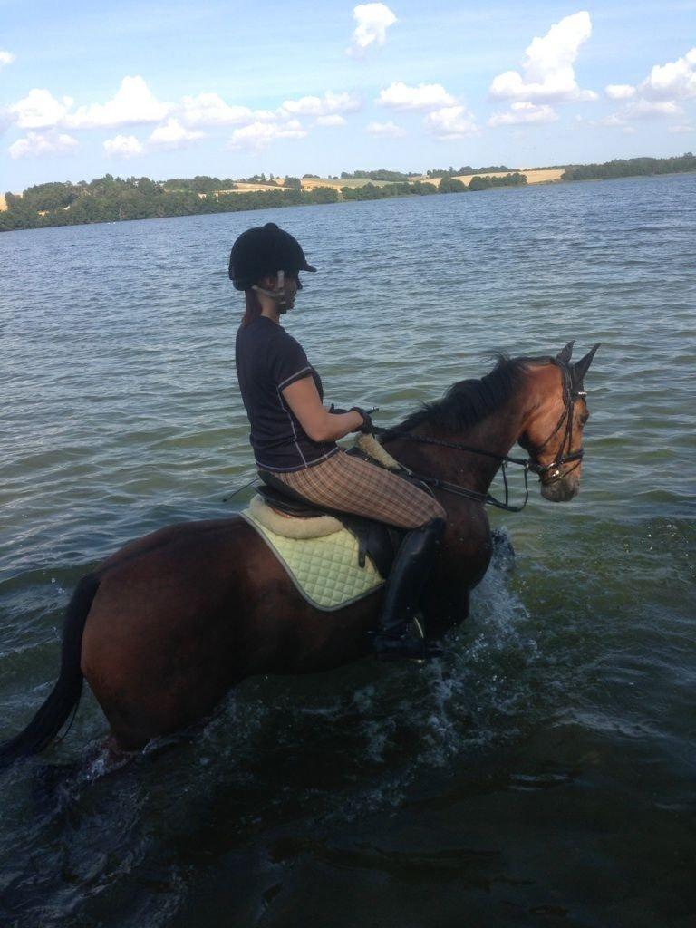 Dansk Varmblod Qvinni billede 19