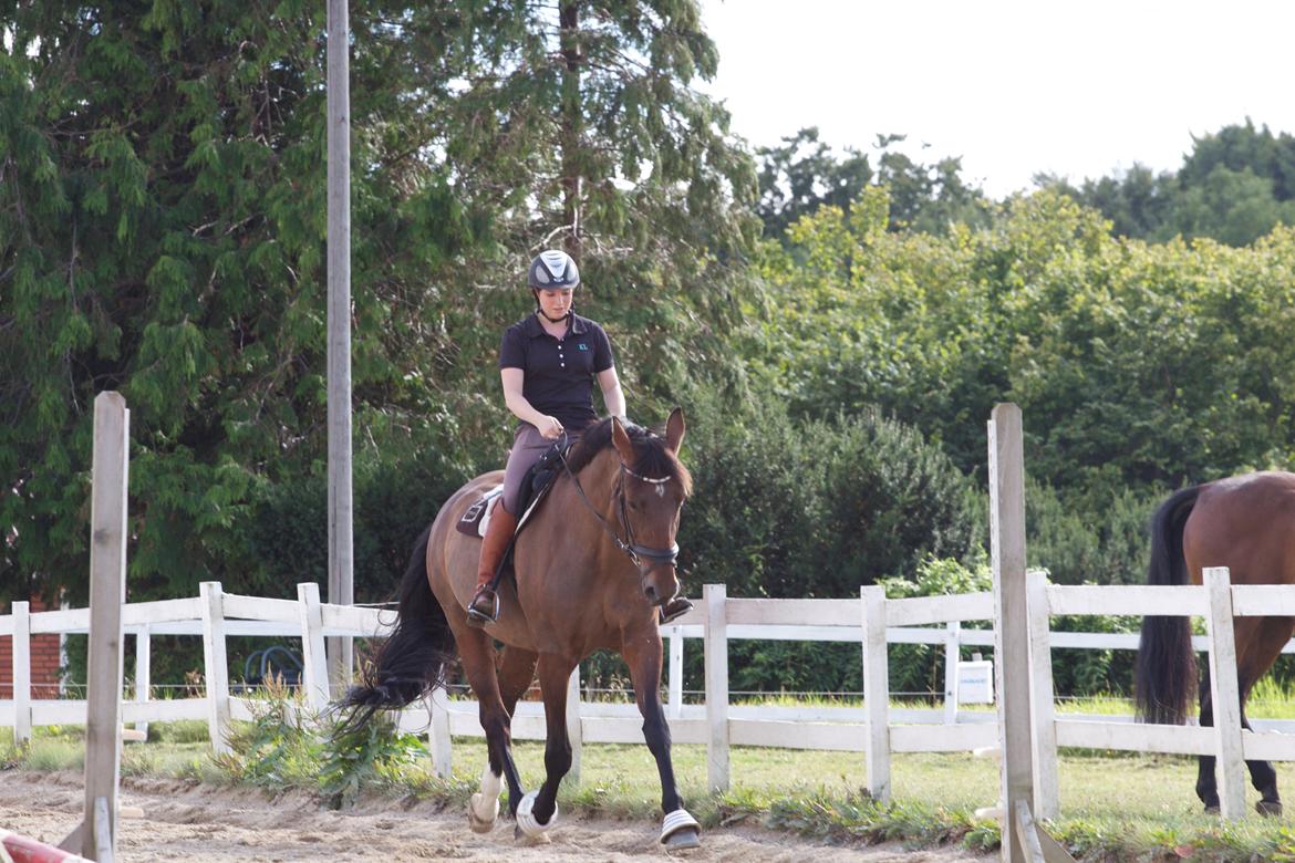 Oldenborg Shiba de Stark billede 8