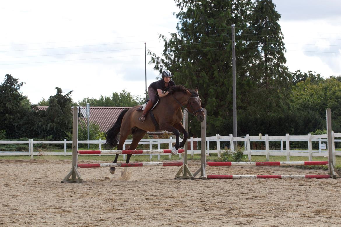 Oldenborg Shiba de Stark billede 10