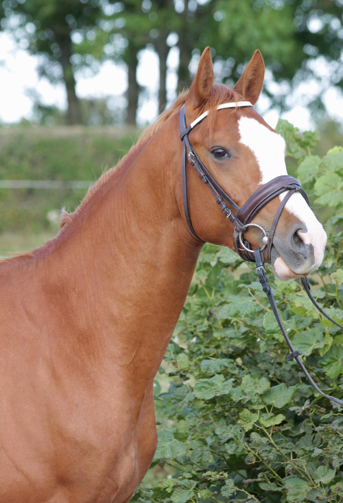 Dansk Varmblod Wipper ( Solgt ) - 24 august 2013 billede 15