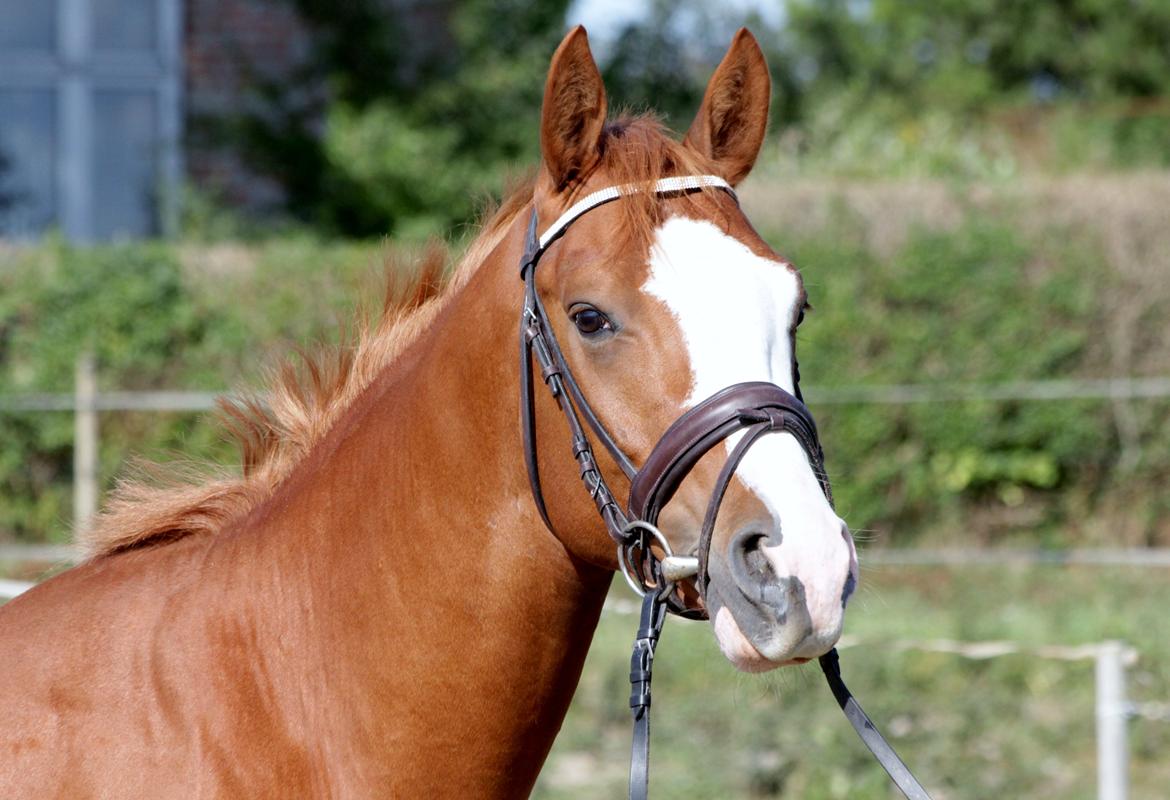 Dansk Varmblod Wipper ( Solgt ) - 24 august 2013 billede 16