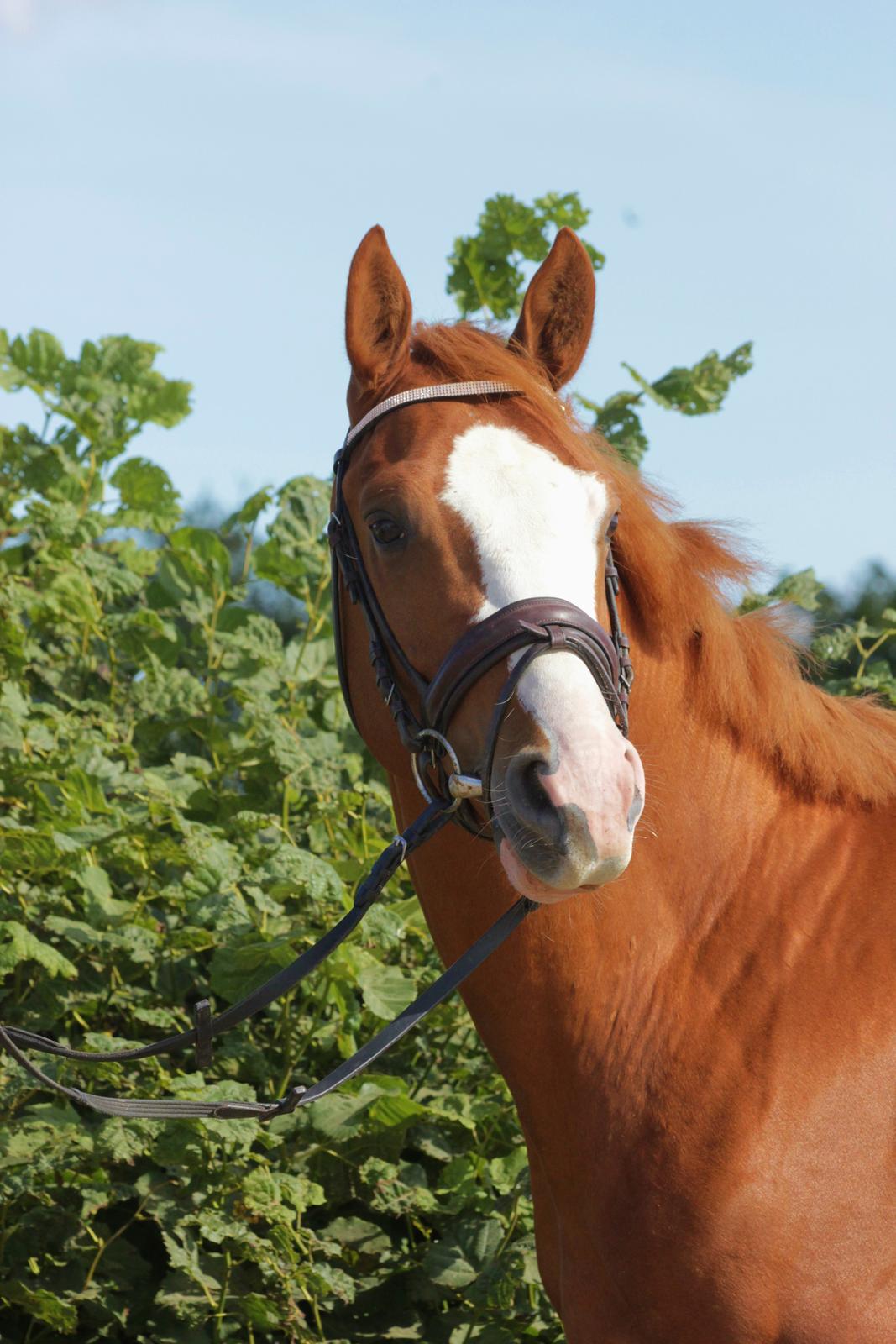 Dansk Varmblod Wipper ( Solgt ) - 24 august 2013 billede 17