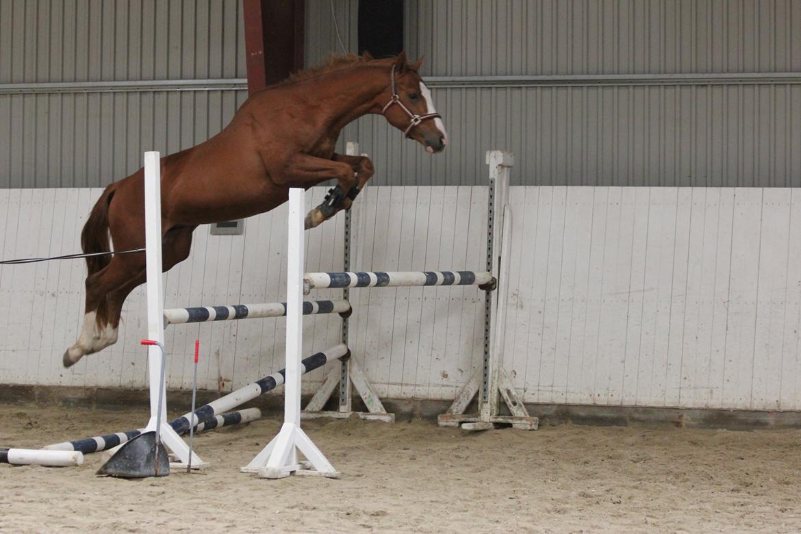 Dansk Varmblod Wipper ( Solgt ) billede 18