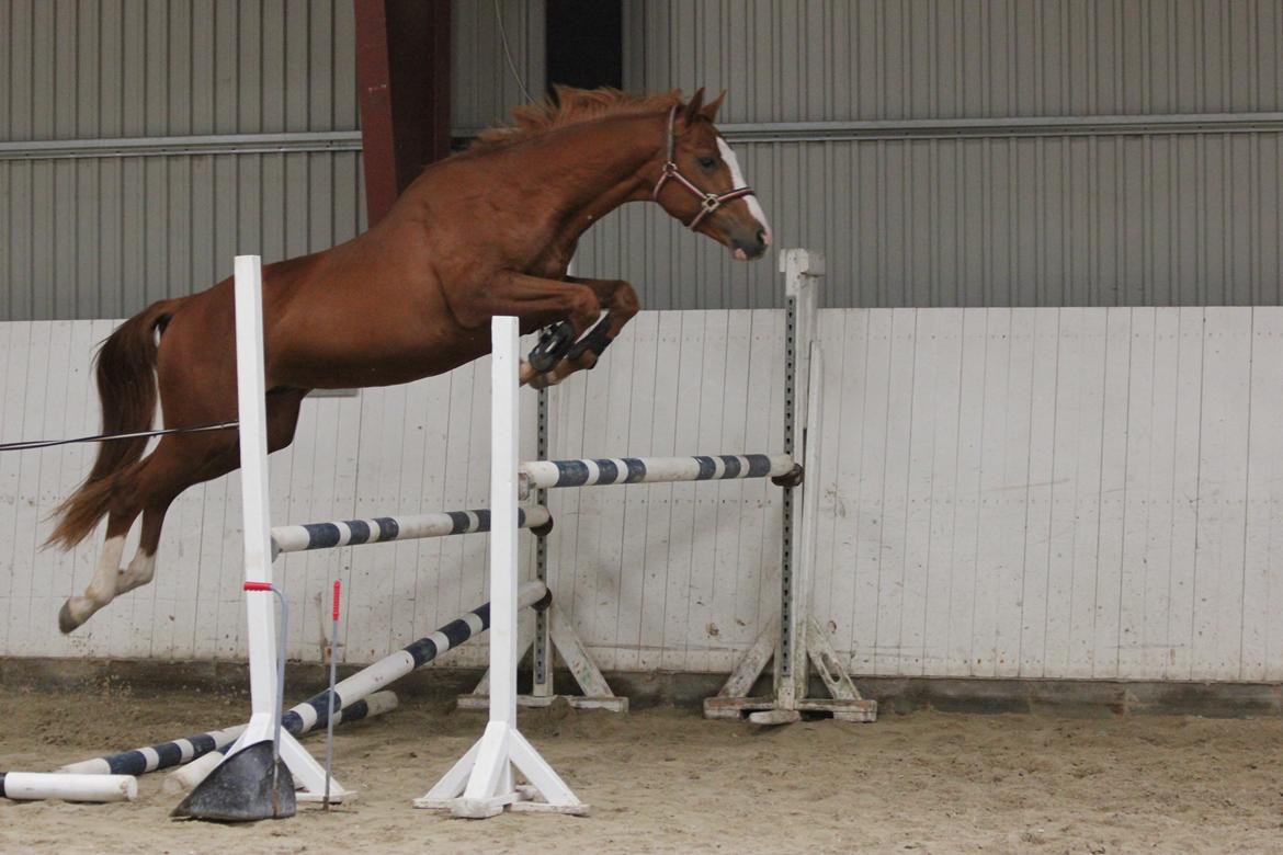 Dansk Varmblod Wipper ( Solgt ) billede 19