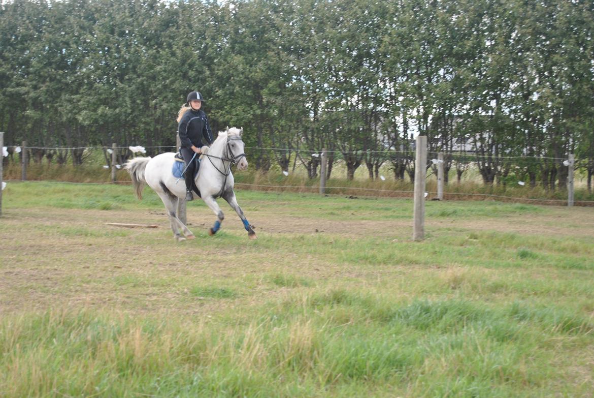 Knabstrupper Prins *Solgt* - Prins D. 24-8-2013 billede 14
