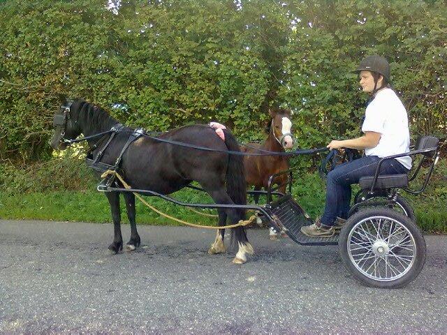 Welsh Mountain (sec A) SOLGT  casanova ad guldborggaard - lille nova på tur med mor og vogn for første gang, god rolig dreng som altid :) billede 25
