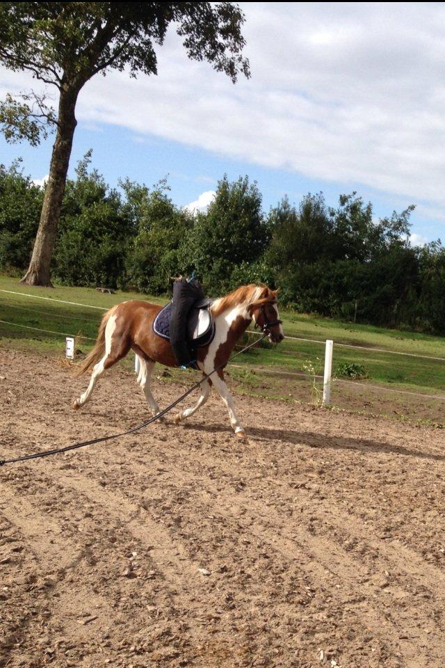 Pinto Roméo billede 6