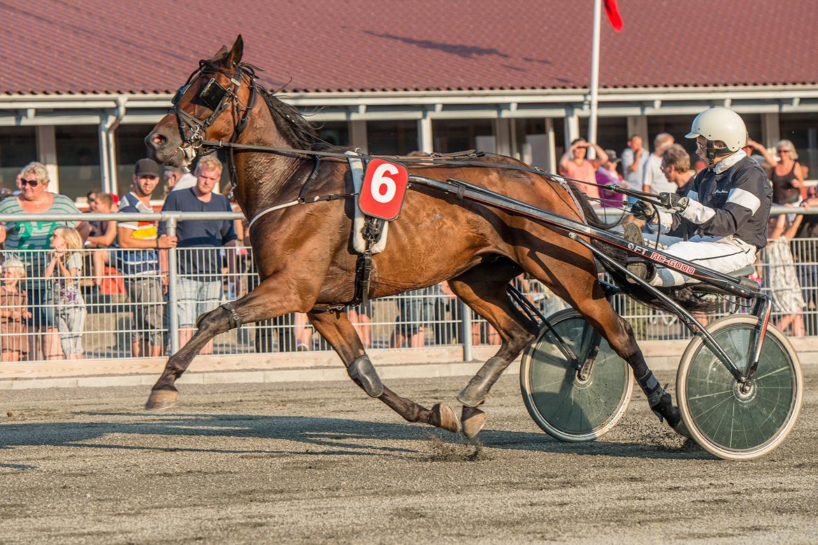 Traver Satano Neergård - Dette billed er fra d. 05.08.13 Bornholms Travbane. billede 14