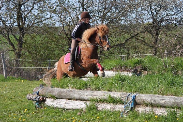 Islænder Idun fra Dynt - Iduns første springtime billede 2