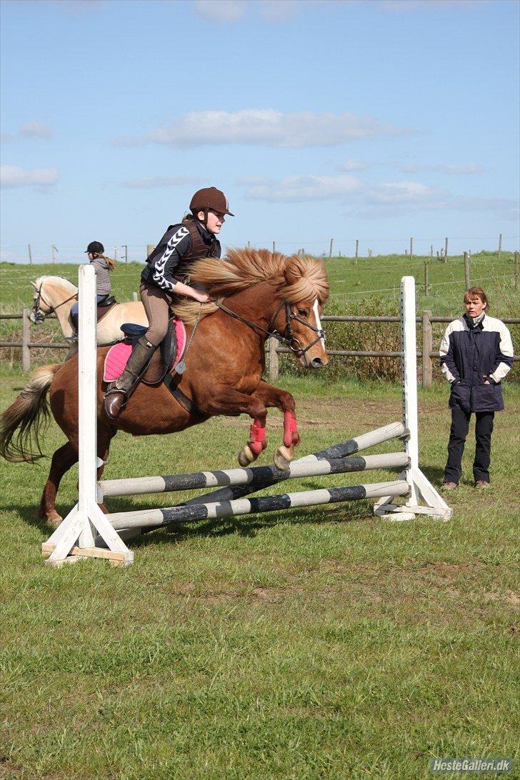 Islænder Idun fra Dynt - Iduns første springtime billede 4