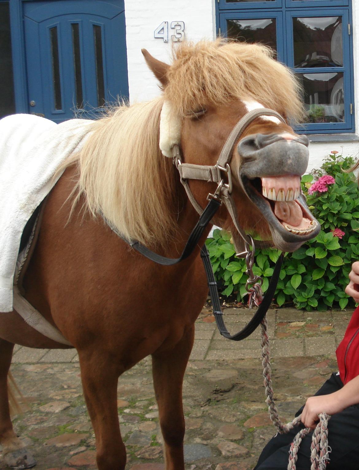 Islænder Idun fra Dynt billede 5