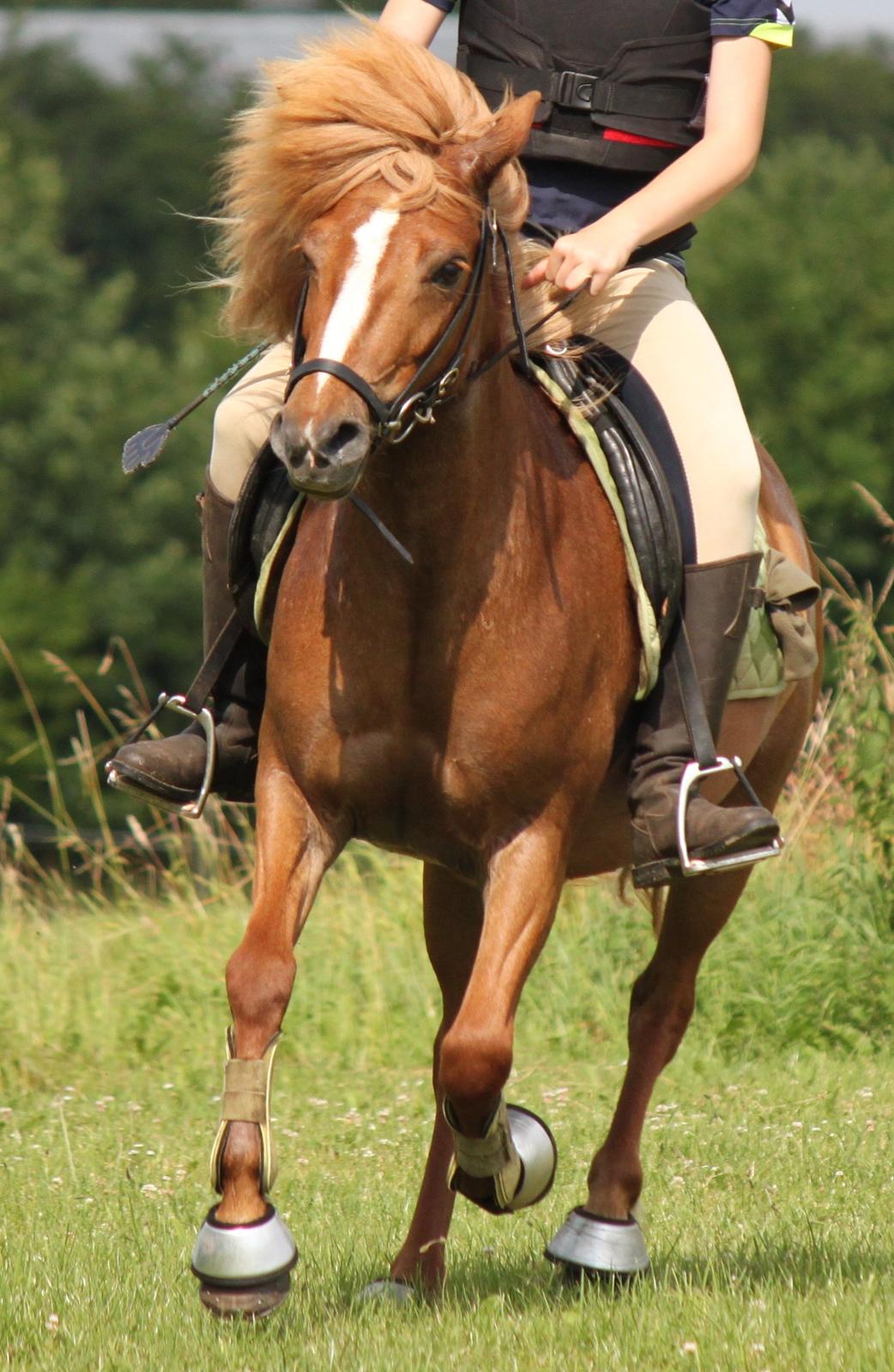 Islænder Idun fra Dynt billede 6