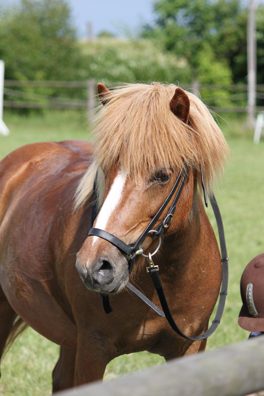 Islænder Idun fra Dynt billede 8