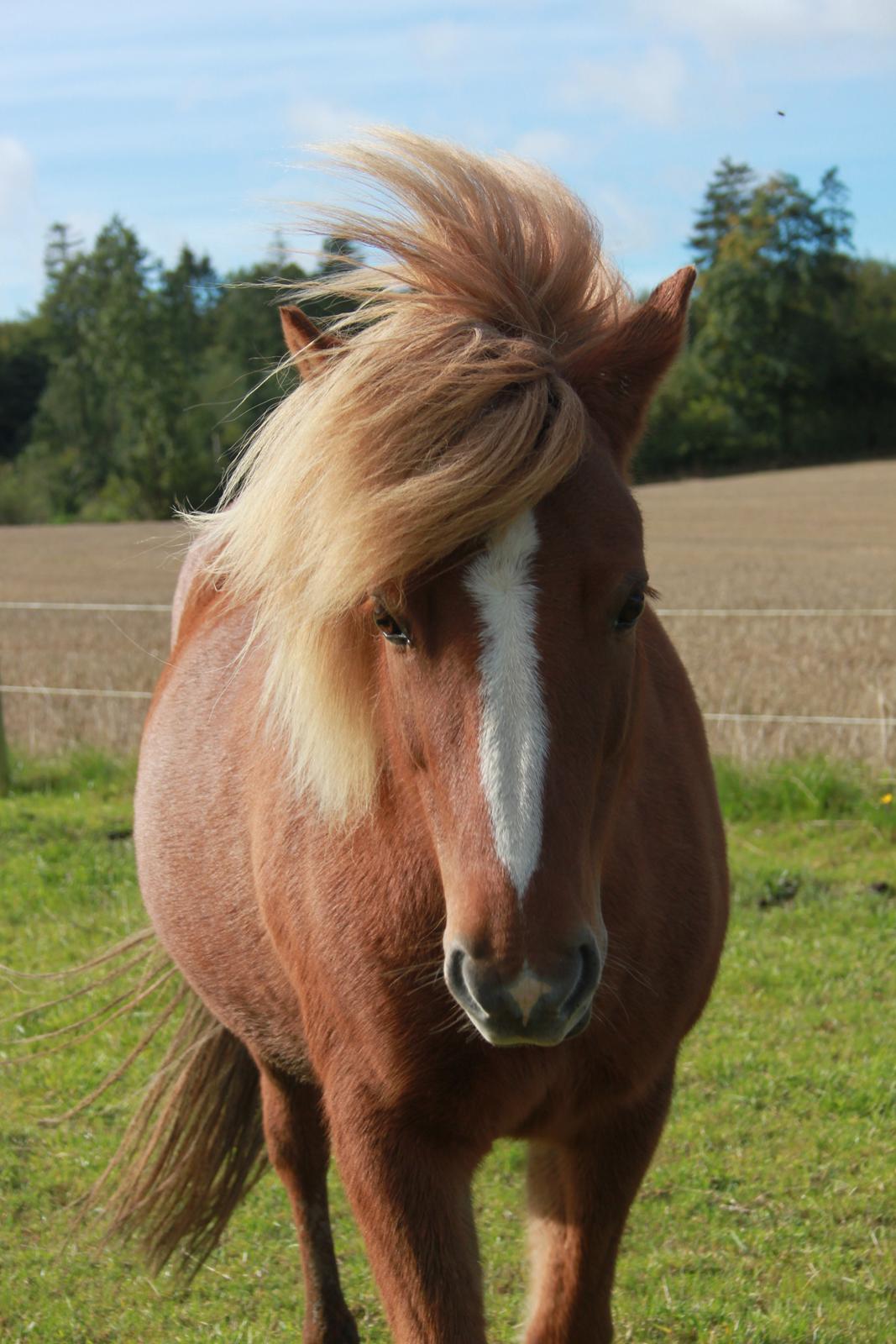 Islænder Idun fra Dynt billede 1