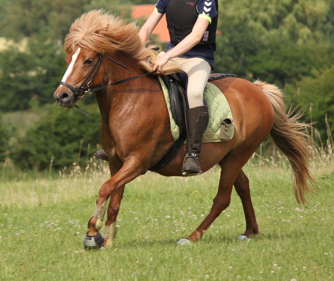 Islænder Idun fra Dynt billede 10