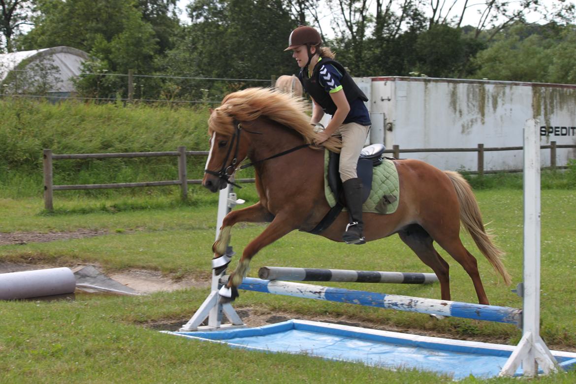 Islænder Idun fra Dynt billede 11