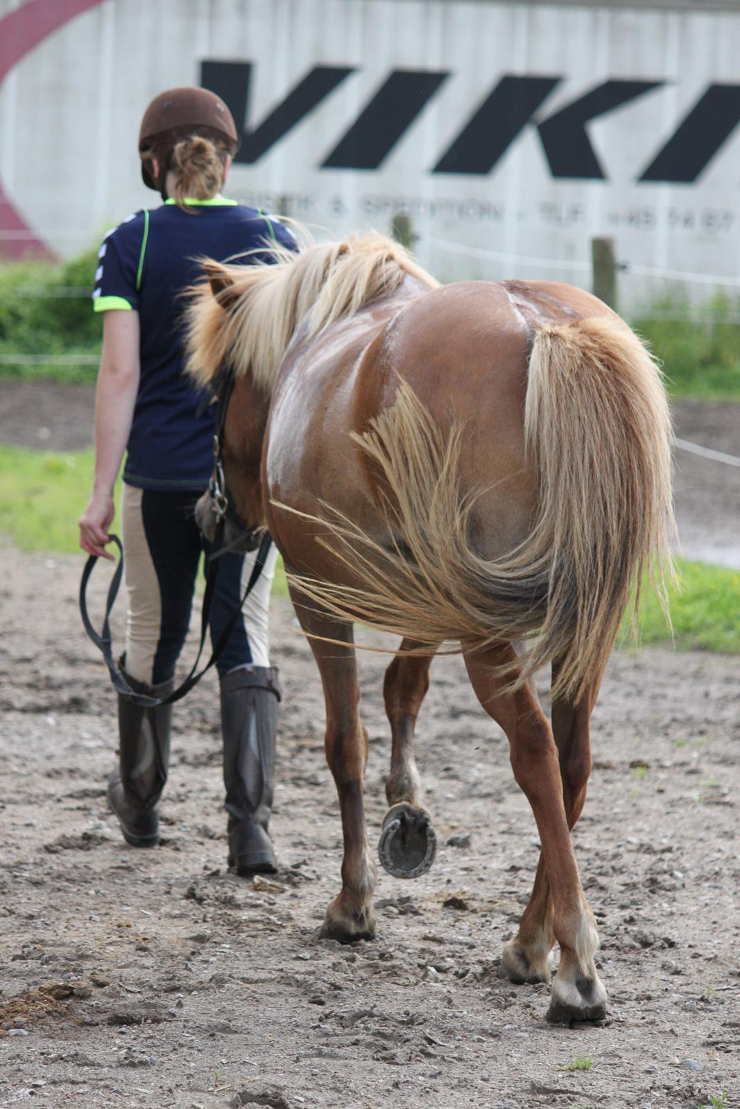 Islænder Idun fra Dynt billede 12
