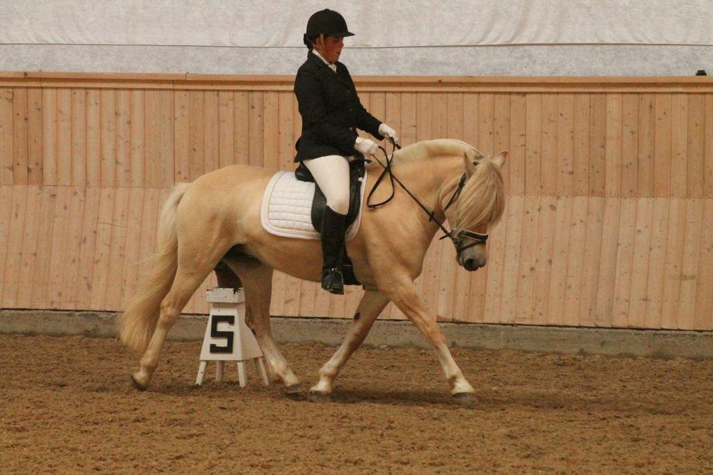 Fjordhest Frigg Nørup - 5 års championat billede 19