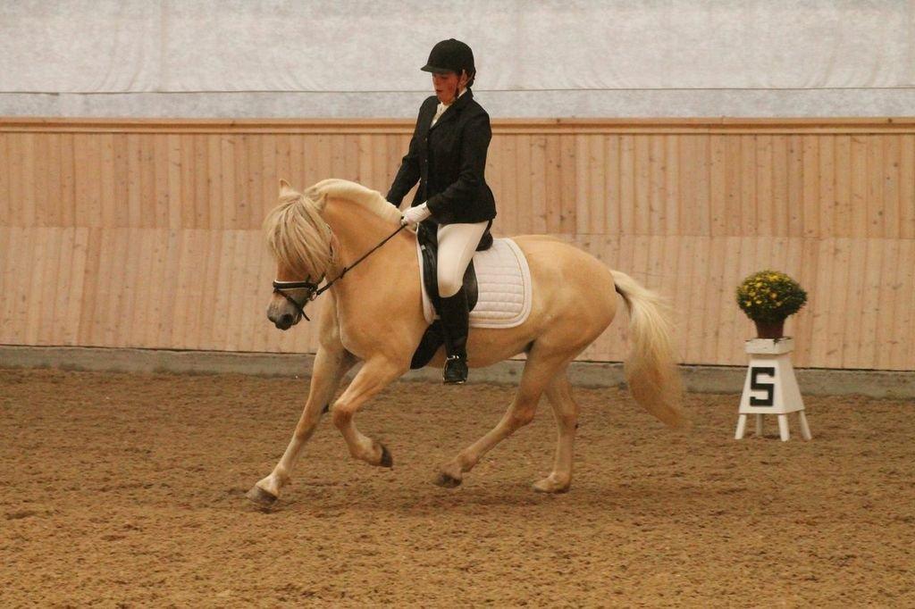 Fjordhest Frigg Nørup - 5 års championat billede 20