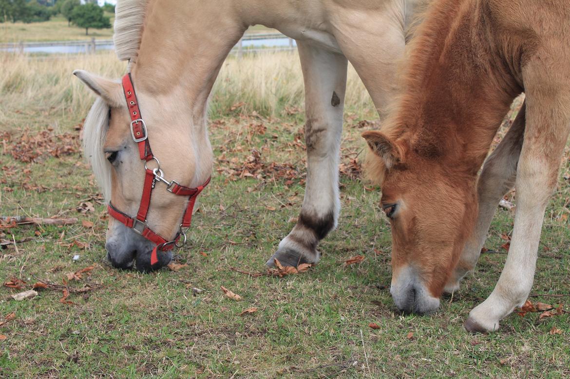Fjordhest Refstrups Lucinda - Lucinda sammen med følle. sommeren 2013 -DET ER FORBUDT AT KOPIERE BILLEDERNE! billede 1