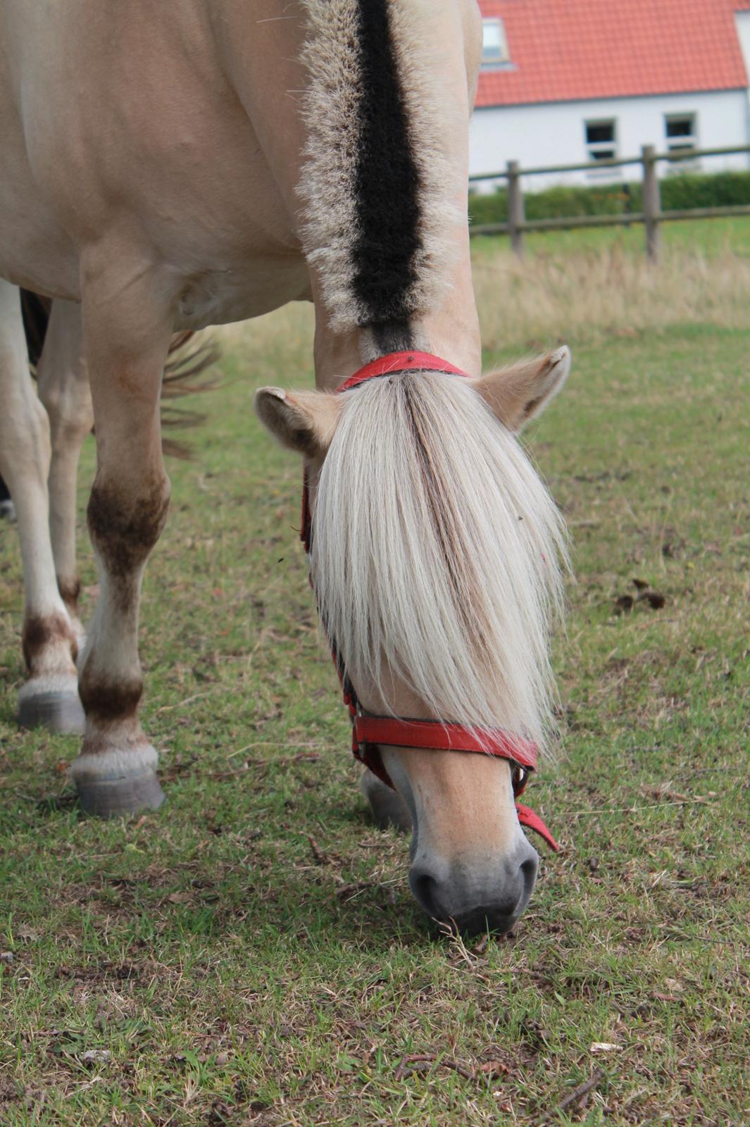 Fjordhest Refstrups Lucinda - Smuk pandelok! -DET ER FORBUDT AT KOPIERE BILLEDERNE! billede 10