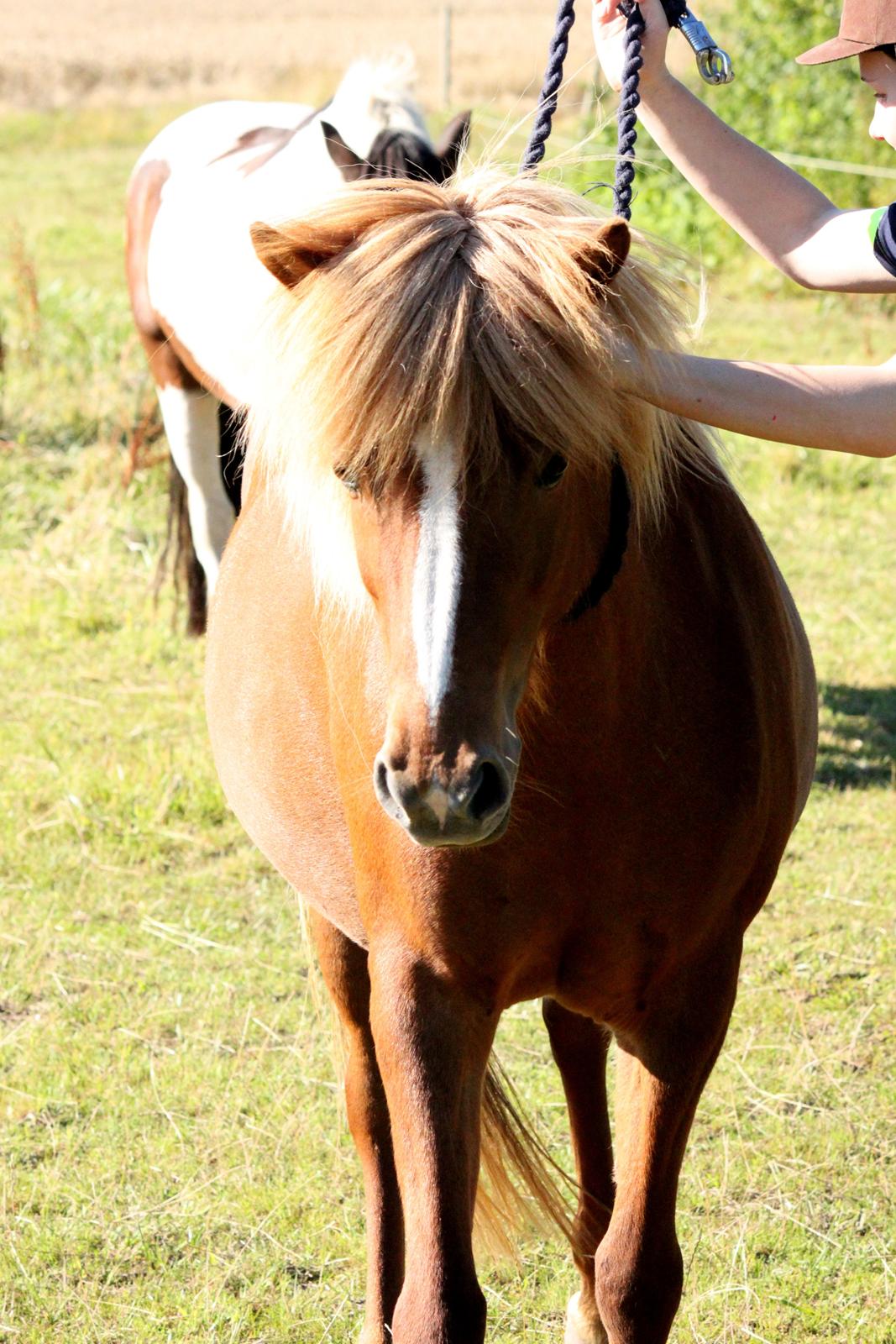 Islænder Idun fra Dynt billede 14